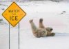 eisbÃ¤r.jpg