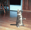 mouse_jacks_up_cat_ani111111.gif