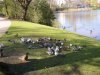 web. frÃ¼hling am schwanenspiegel o32.jpg