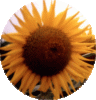 web.ausschnitt4 sonnenblume.gif