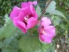 web. hibiscusblÃ¼ten, mittelgroÃŸ.jpg
