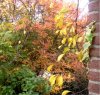 web. herbst vor dem haus.jpg