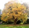 web. herbstbaum.jpg