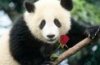 panda_122x80.jpg