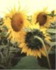 web. auch drei sonnenblumen, mittel.jpg