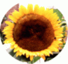 web. sonnenblume, rund, mittelgroÃŸ.gif