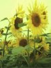 web. sonnenblumenfeld, groÃŸ.jpg