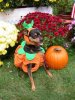 pumpkin.jpg