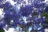 jacaranda.jpg