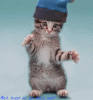 dancecat.gif