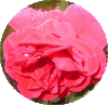 web. runde rose, mittel.gif