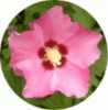 web. hibiscus, rjund.gif