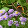 Schmetterling 013.JPG