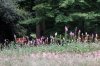Flora 101.JPG