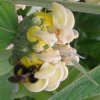 Flora 120.JPG