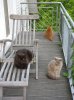 Balkon_Forum.jpg