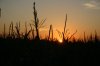 aaIMG_6450.JPG