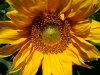 sonnenblume.JPG