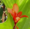 Canna.JPG
