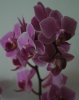 DSC_1487a.jpg