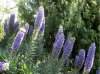 Echium candicans - Stolz Madeiras.jpg