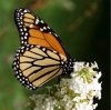 Danaus plexippus - Monarch.jpg