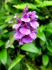 Dacylorhiza foliosa - Madeira-Knabenkraut.jpg