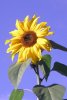 Sonnenblume 013.jpg