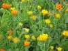 calendula.jpg
