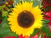 sonnenblume08.jpg