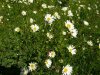 MargeritenDSCN8220.JPG
