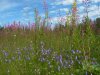Resize of DSCN8336.JPG