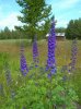 Rotation of Resize of DSCN8342.JPG