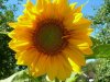 Resize of DSCN8328.JPG