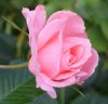 PinkRose.jpg