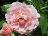 PinkRose1.jpg