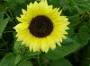 Kopie von sonnenblumenpark tulbing.JPG