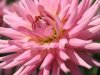 Kopie von P8152491.JPG