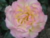 Kopie von P6013084.JPG
