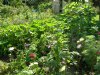 Resize of DSCN8437.JPG