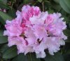 mai 08 016.rhododendron rosa.jpg