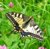 papilio.machaon1.jpg