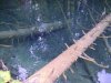 Baum im Wasser.jpg