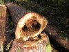 holz-baumstamm.jpg