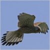 turmfalke_160.jpg turmfalke_160.jpg
