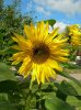 Rotation of Resize of DSCN8622.JPG