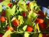 HerbstfrÃ¼chte.jpg