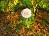 Rose.jpg