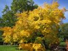 herbst1.JPG