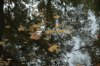 DSC_0200a.jpg